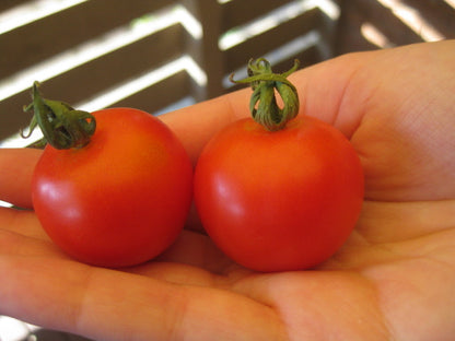 Tommy Toes - Heirloom Tomato Seeding