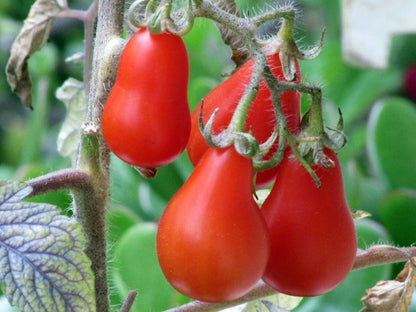 Big Pear - Heirloom Tomato Seedling