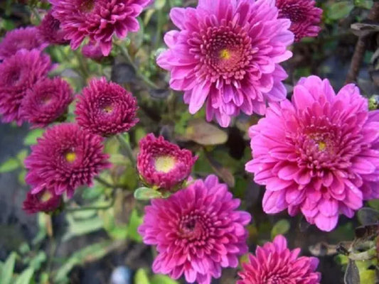 Baltica - Pink - Chrysanthemum Seedling