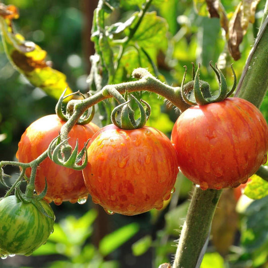 Tigerella - Heirloom Tomato Seeding