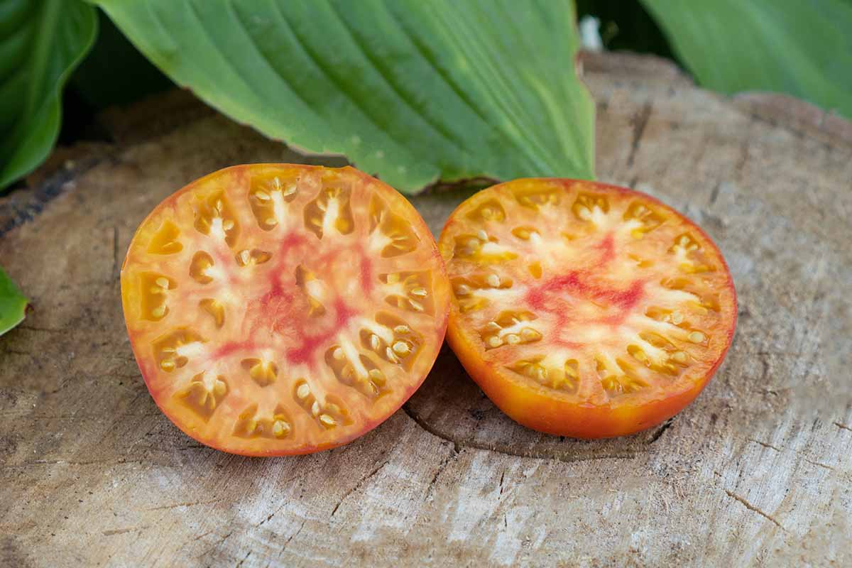 Pineapple - Heirloom Tomato Seeding