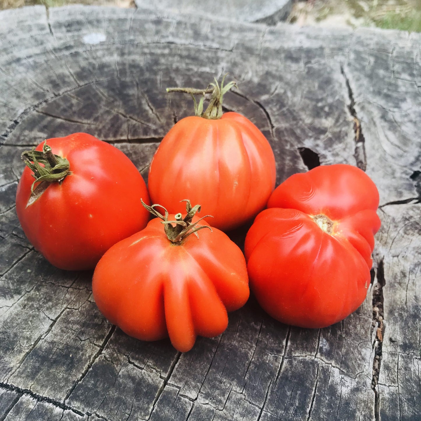 Granny's Throwing - Heirloom Tomato Seeding