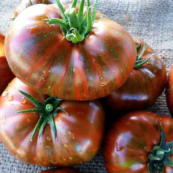 Chocolate Stripe - Heirloom Tomato Seeding