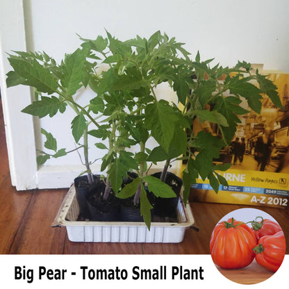Big Pear - Heirloom Tomato Seedling
