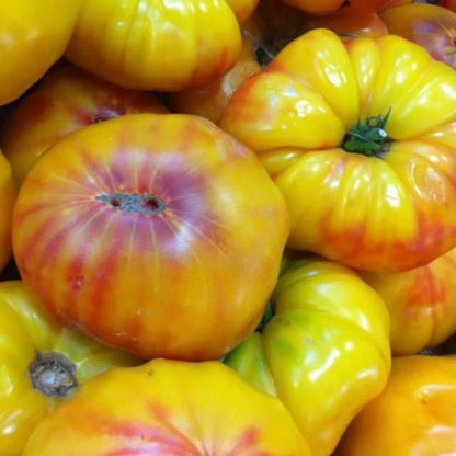 German Yellow Stripe - Heirloom Tomato Seeding