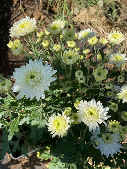 French Vanilla - White - Chrysanthemum Seedling