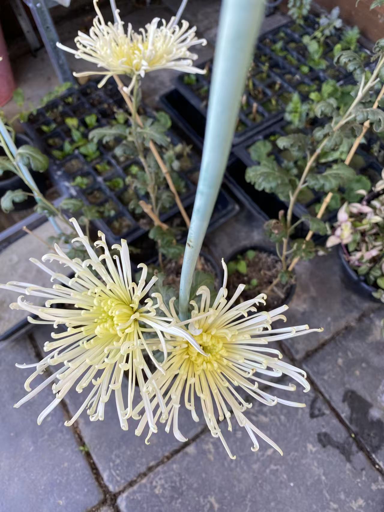 Spider - White - Chrysanthemum Seedling