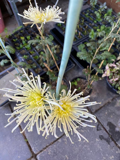 Spider - White - Chrysanthemum Seedling