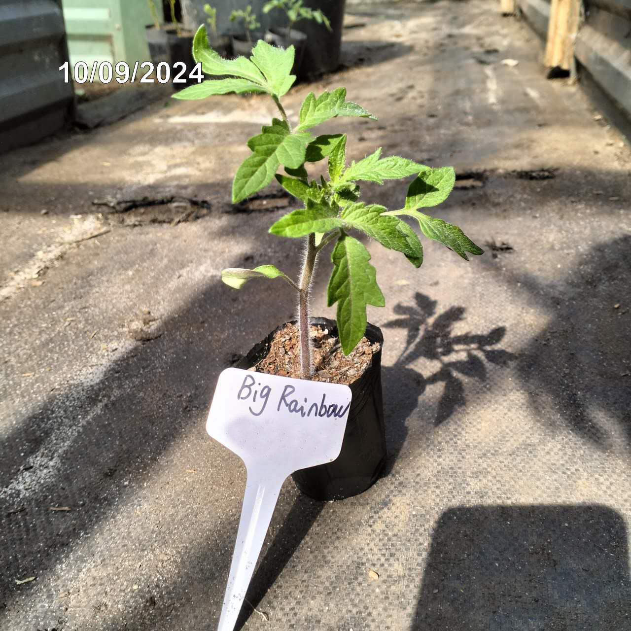 Big Rainbow - Heirloom Tomato Seeding