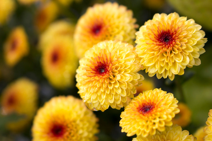 Lollipop - Yellow - Chrysanthemum Seedling