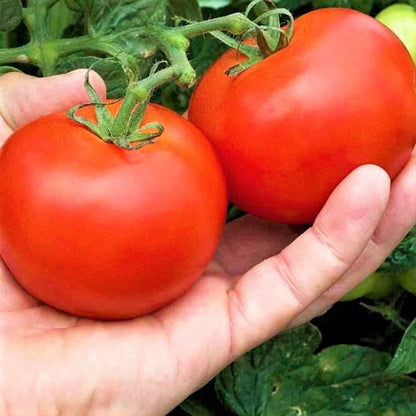 Money Maker - Heirloom Tomato Seeding
