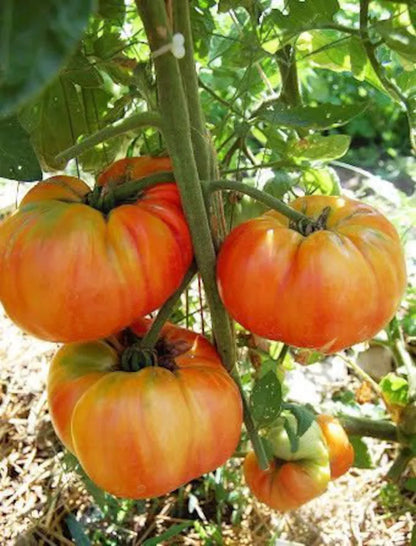 Old German - Heirloom Tomato Seeding