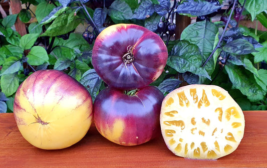 Sart Roloise - Heirloom Tomato Seeding