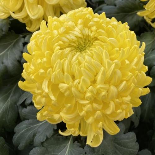 King's Pleasure - Yellow - Chrysanthemum Seedling