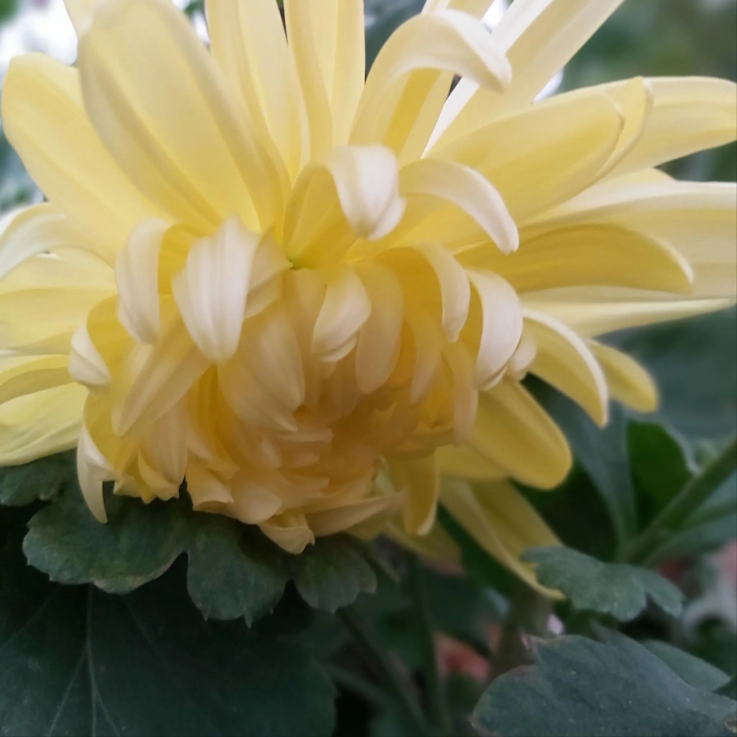 King's Pleasure - Yellow - Chrysanthemum Seedling