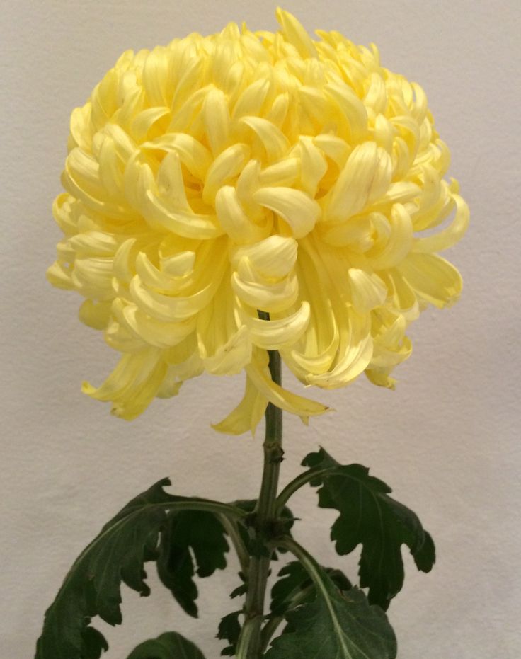 King's Pleasure - Yellow - Chrysanthemum Seedling