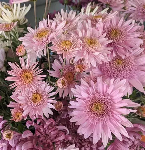 Money Maker - Pink - Chrysanthemum Seedling