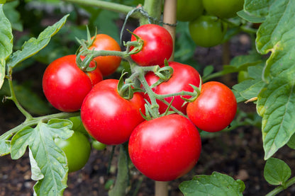 Money Maker - Heirloom Tomato Seeding
