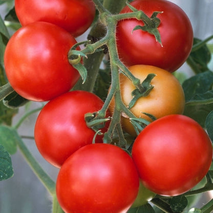 Money Maker - Heirloom Tomato Seeding