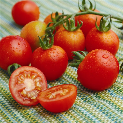 Tommy Toes - Heirloom Tomato Seeding