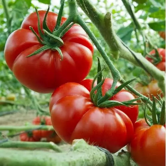 Rouge De Marmande - Heirloom Tomato Seedlings