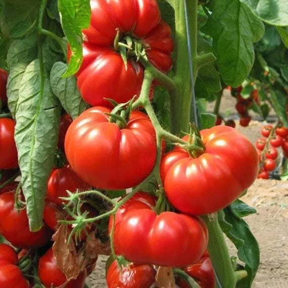 Rouge De Marmande - Heirloom Tomato Seedlings