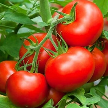 Prosperity - Heirloom Tomato Seeding