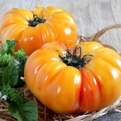 Pineapple - Heirloom Tomato Seeding