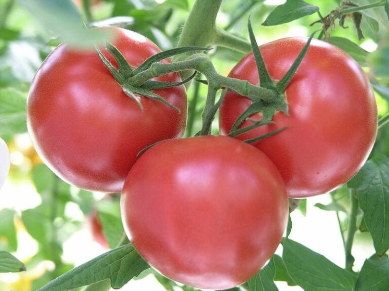 Grosse Lisse - Heirloom Tomato Seeding