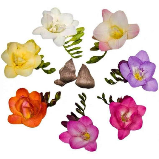 Freesia Bulbs - mixed color - 15 Bulbs